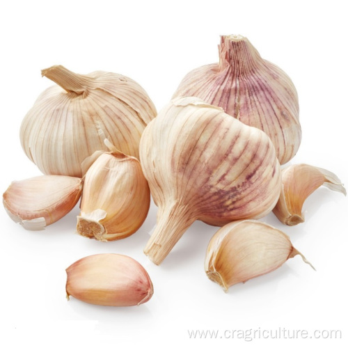 Organic Dried Garlic Bulk For Sale